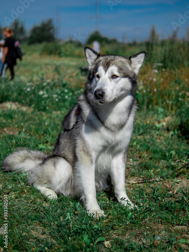 Portrait of a charming fluffy gray-white Alaskan Malamute close-up. Beautiful huge friendly sled dog breed. A female Malamute with beautiful intelligent brown eyes.