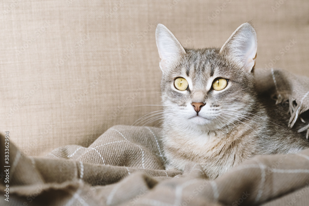 Obraz premium A beautiful striped gray cat with yellow eyes. A domestic cat lies on the couch under a beige plaid. The cat in the home interior. Image for veterinary clinics, sites about cats.