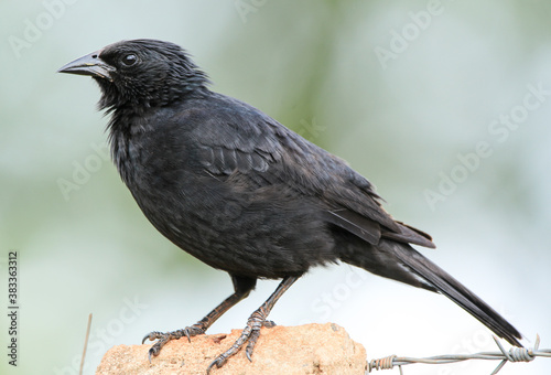 portrait of a Chopi Blackbird