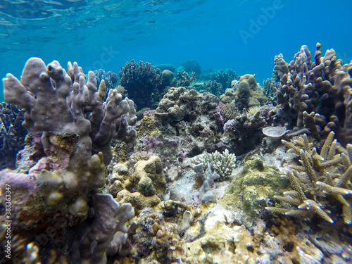 Underwater World with many corals in Palawan  Philippines