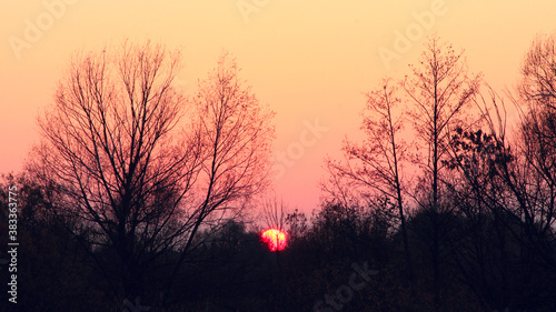 dark sunset over the trees with crimson sky