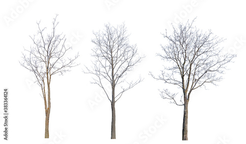 three winter brown trees with bare branches © Alexander Potapov