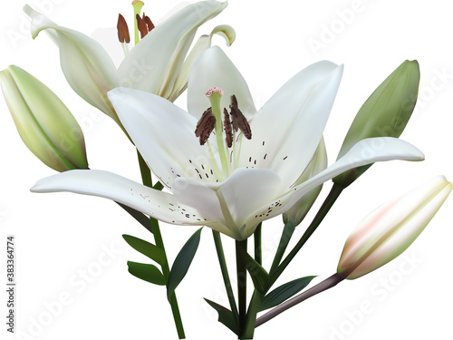 pure isolated white lilly two blooms and buds