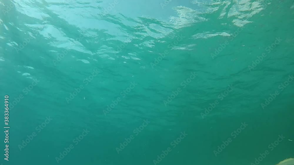 fishes underwater in Croatia watching to camera fishes underwater in Croatia watching to camera