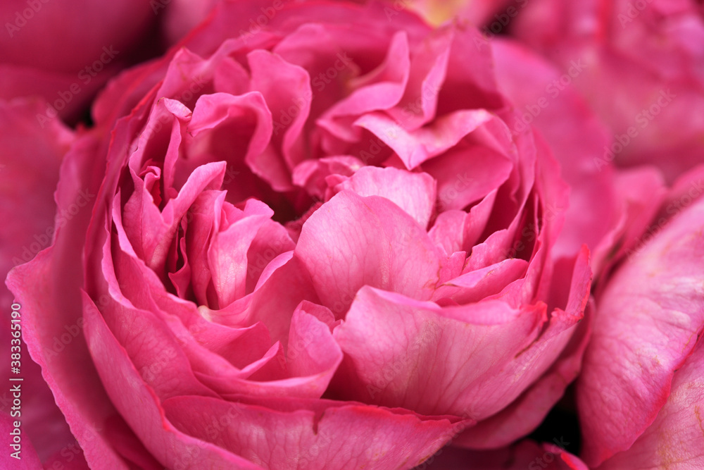 バラの花束 バラの花束