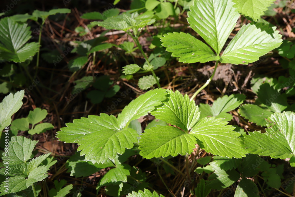 Woodland strawberries Woodland strawberries