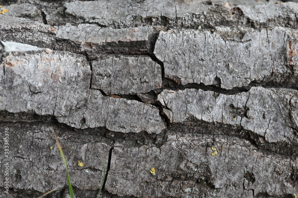 Obraz premium bark of a tree