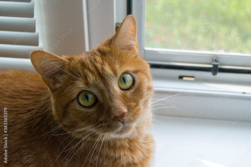 The ginger cat is at home on the white sill. Portrait of a cat with green eyes, head close-up.