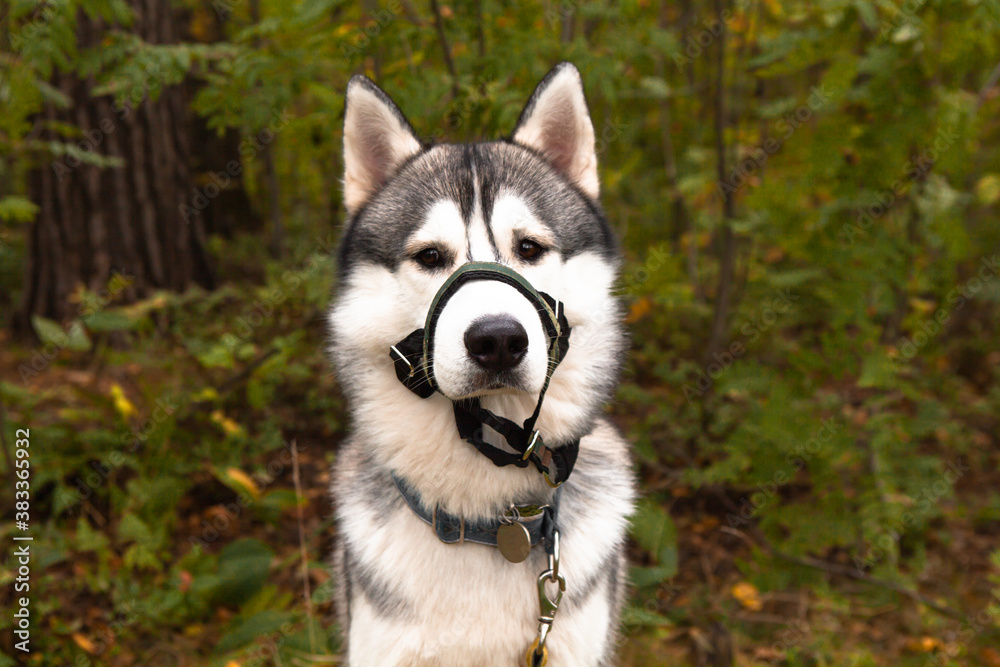 Handsome male Siberian Husky dog with sand covered halter against traction. Horizontal portrait with copy space on the left