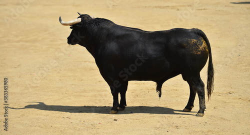 spanish black bull with big horns on spanish bullring in a traditional spectacle of bullfight