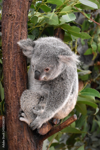 Fototapeta Naklejka Na Ścianę i Meble -  koala on the tree, Brisbane, Australia