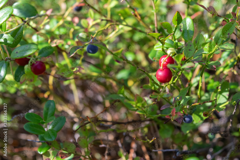 healthy, natural,eco-friendly, red cranberries, blueberries with bushes,plants, moss in the forest in summer and autumn