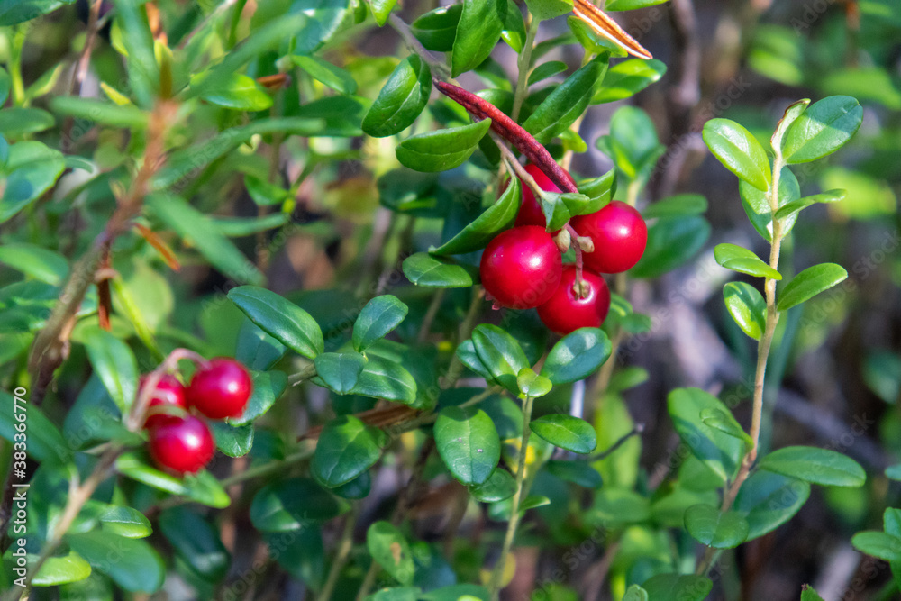 healthy, eco-friendly, natural, red cranberries with bushes, plants in the forest in summer,autumn with texture
