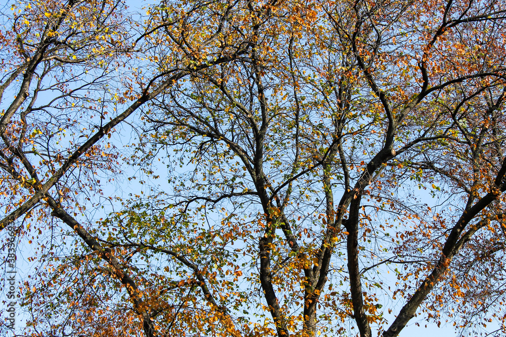 Trees with yellow leaves in autumn. Change of seasons.. Trees with yellow leaves in autumn. Change of seasons..