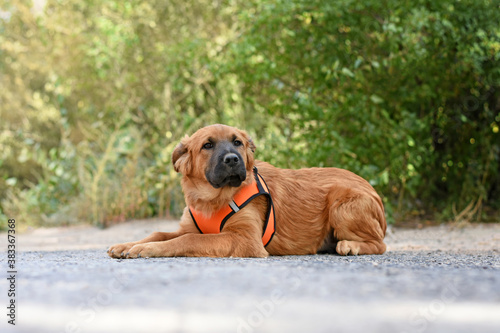 obedient dog lies on the asphalt against the backdrop of greenery.