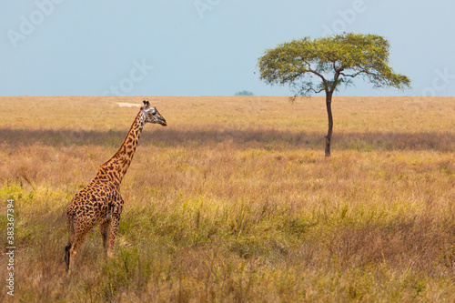 Giraffe walking in the savannah Tanzania Africa epic symbol 