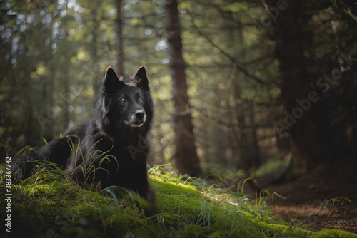 Cuadro en lienzo Old belgian shepherd groenendael dog portrait in the forest