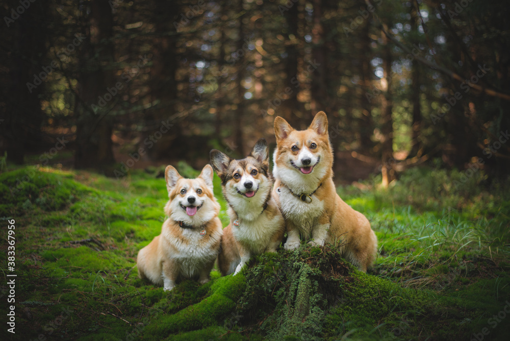 Three happy sitting welsh corgi pembroke dogs in the forest