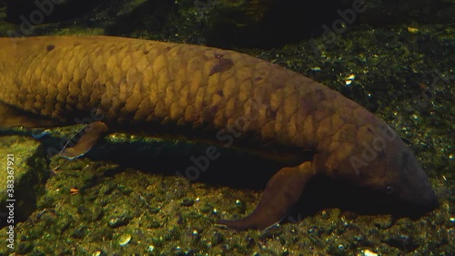 close up Queensland lungfish Australia floating underwater close to the ground. photo