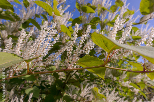 Itea virginica shrub in autumn. A flowering ornamental shrub with white flowers. photo