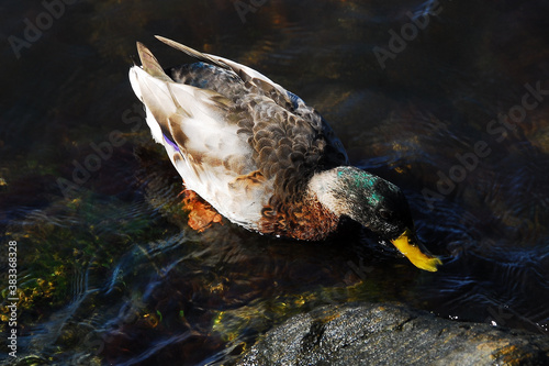 Ducks feed on underwater plant life in the Patuxent River on Solomons Island, Maryland.