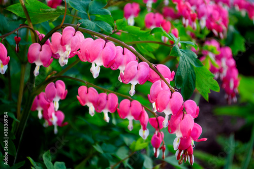 Dicentra - Bleeding Heart Flowers. Dicentra spectabils photo