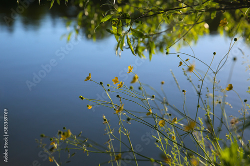 Fototapeta Naklejka Na Ścianę i Meble -  Yellow buttercups on the river bank in the evening. Blurred background.