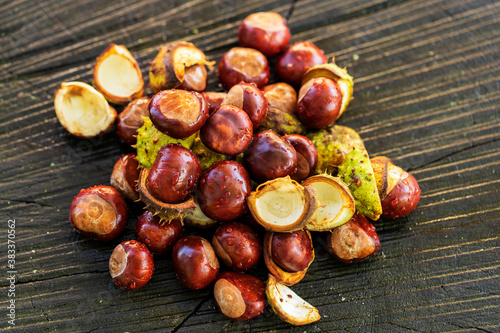 Chestnuts on a pile with a green cover. The chestnut tree is on a wooden stump.