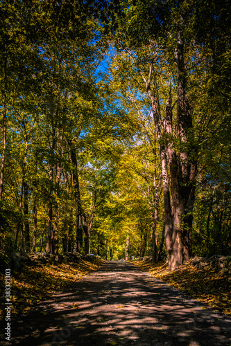 autumn in the forest