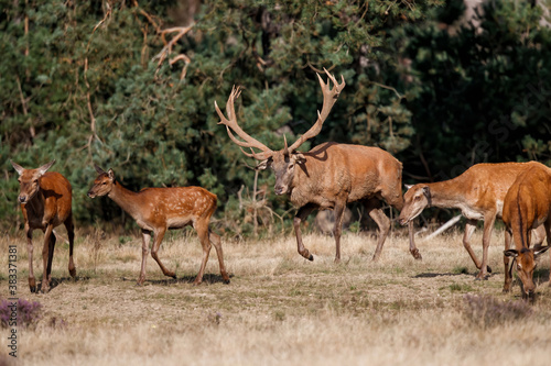 Red deer stag Cervus elaphus    trying to get attention of the females in the forest in the rutting season in Hoge Veluwe National Park in the Netherlands