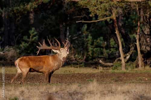 Red deer stag,Cervus elaphus,   bellowing on a field with heather in the forest in the rutting season in Hoge Veluwe National Park in the Netherlands