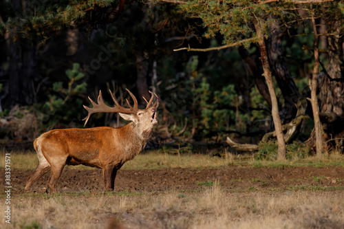 Red deer stag Cervus elaphus    bellowing on a field with heather in the forest in the rutting season in Hoge Veluwe National Park in the Netherlands