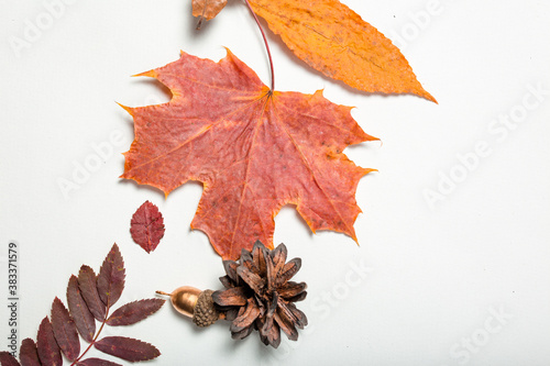 Top view of a red maple leaf, cones, acorns. Autumn composition with space for text