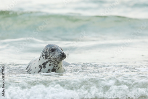 Young Atlantic Grey Seal, Halichoerus grypus, portrait in the water, animal swimming in the ocean waves, Germany
