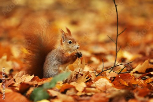 The red squirrel or Eurasian red sguirrel  Sciurus vulgaris  sitting in the scandinavian forest. Squirrel in a typical environment.