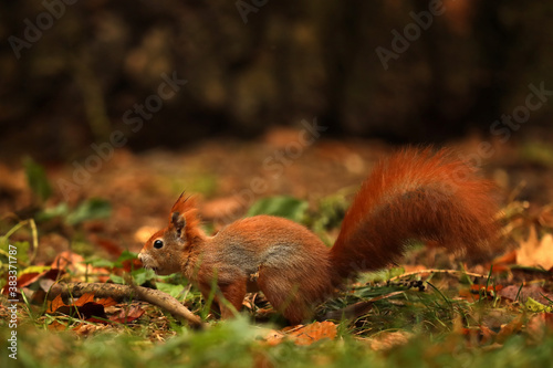 The red squirrel or Eurasian red sguirrel, Sciurus vulgaris, sitting in the scandinavian forest. Squirrel in a typical environment. © sci