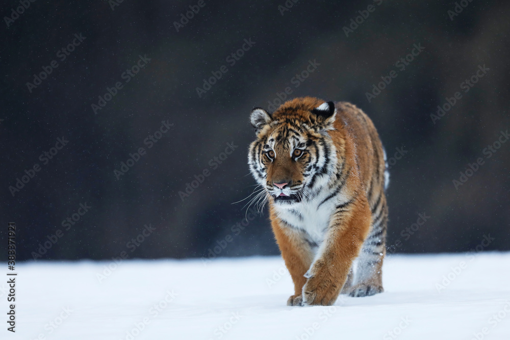 Fototapeta premium Siberian Tiger walk on snow. Beautiful, dynamic and powerful animal. Typical winter environment. Taiga russia. Panthera tigris altaica