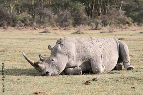 Sleeping white rhinoceros  Ceratotherium simum