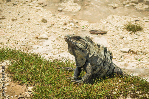 Iguana in the sun on the beach of Isla Mujeres  Cancun island in Mexico.