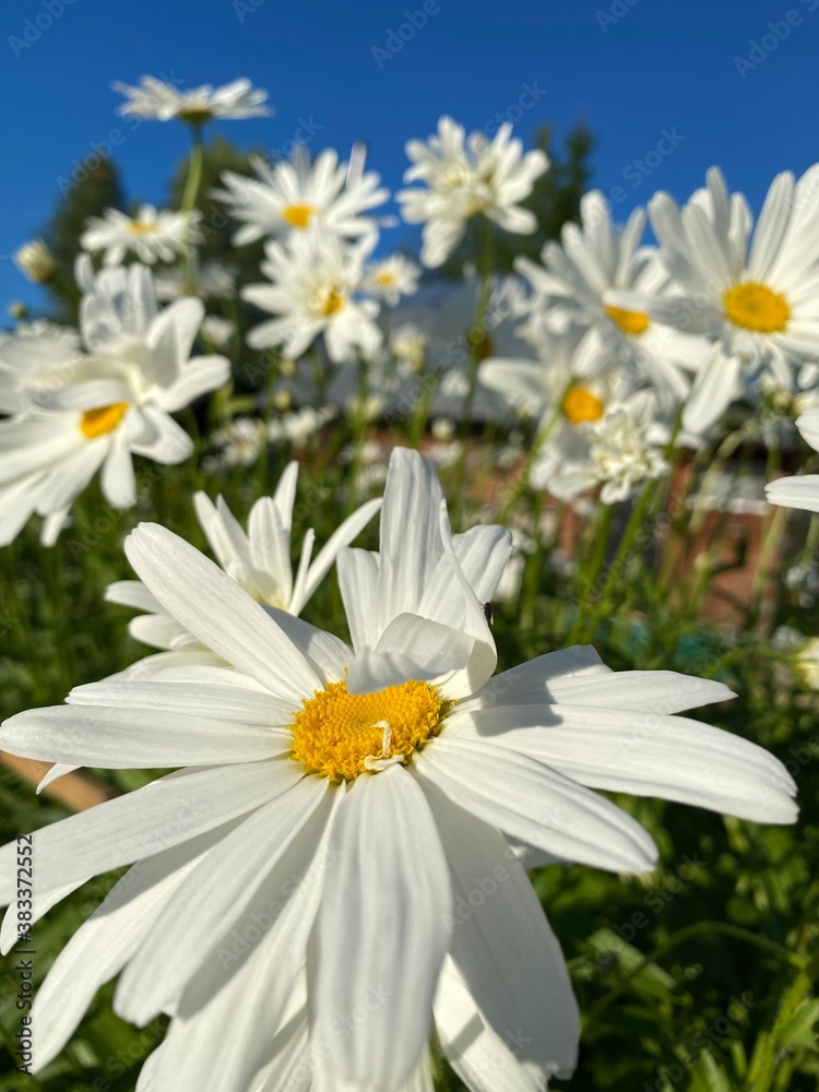 daisies in a garden daisies in a garden