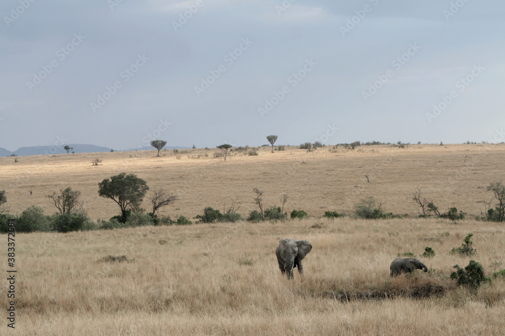 Landscape with Elephants at the Massai Mara
