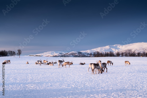 Deer on the sky background during sunset. Animals in wildlife. Winter landscape during sunset with deer. Tromso, Norway - travel
