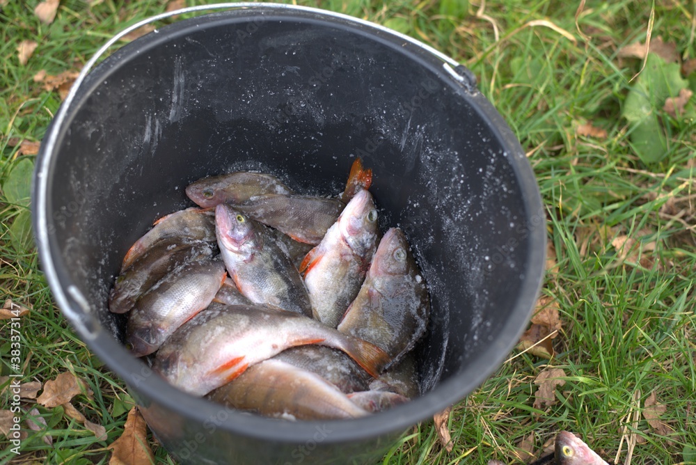A caught fish covered in salt in a dark bucket on the grass.