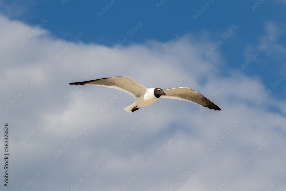 A laughing gull in flight against a blue sky at the beach at St Augustine, Florida A laughing gull in flight against a blue sky at the beach at St Augustine, Florida