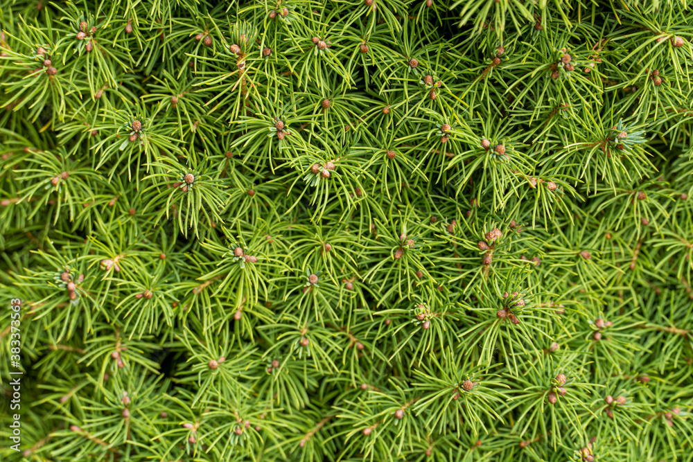 Background of many coniferous juniper branches with green needles Background of many coniferous juniper branches with green needles