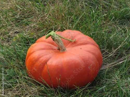 pumpkin, halloween