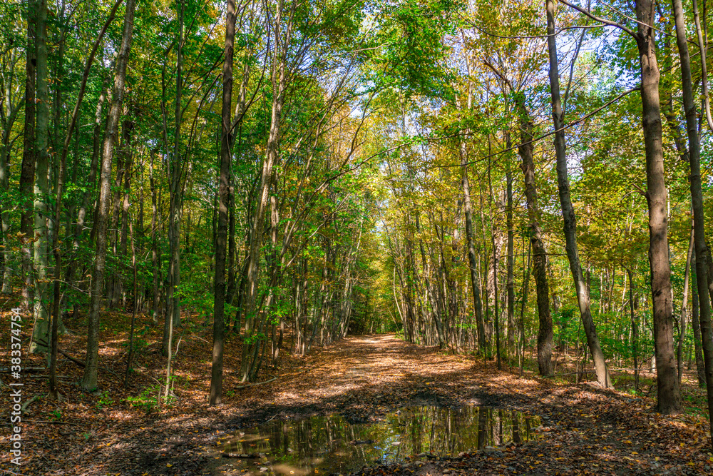 Obraz premium Autumn landscape of forest with colorful trees and footpath leading into the scene