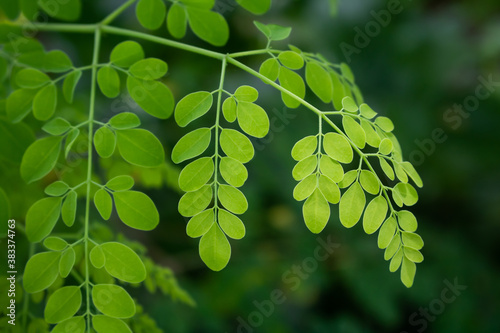 Natural Green Moringa leaves in the Garden, green background. Moringa, leaves (Moringa oleifera Lamk.) photo
