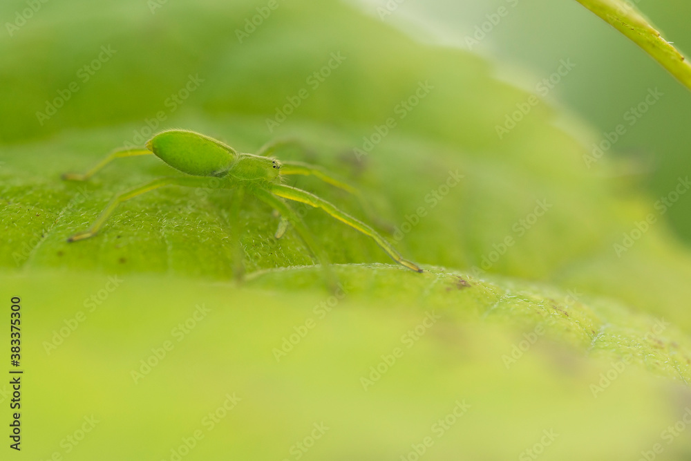 The micromata (Micrommata virescens) on a leaf of Gortensia. Spider belongs to the family of spiders-sparassid (Sparassidae) The micromata (Micrommata virescens) on a leaf of Gortensia. Spider belongs to the family of spiders-sparassid (Sparassidae)