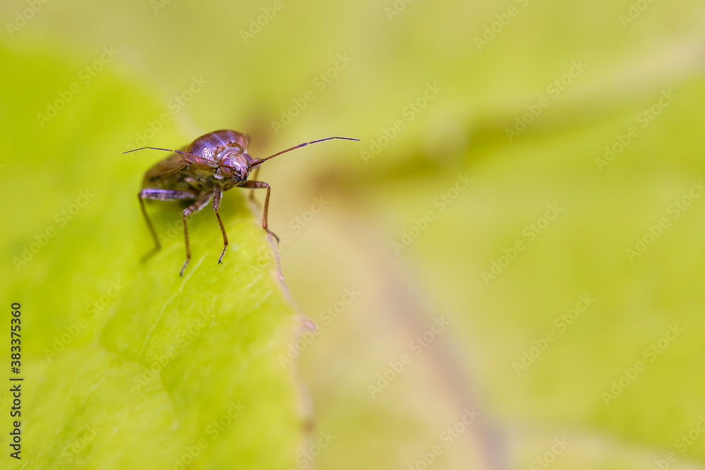 Portrait of a garden bedbug on a green leaf. Macro photography. Portrait of a garden bedbug on a green leaf. Macro photography.